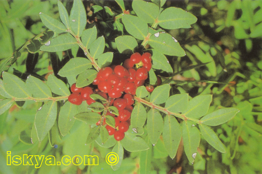 PISTACIA LENTISCUS